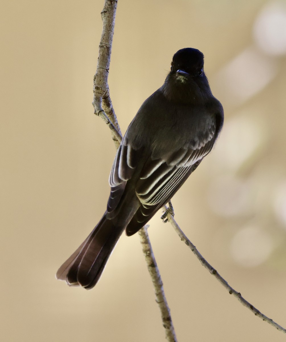 svartfibi - ML644664224