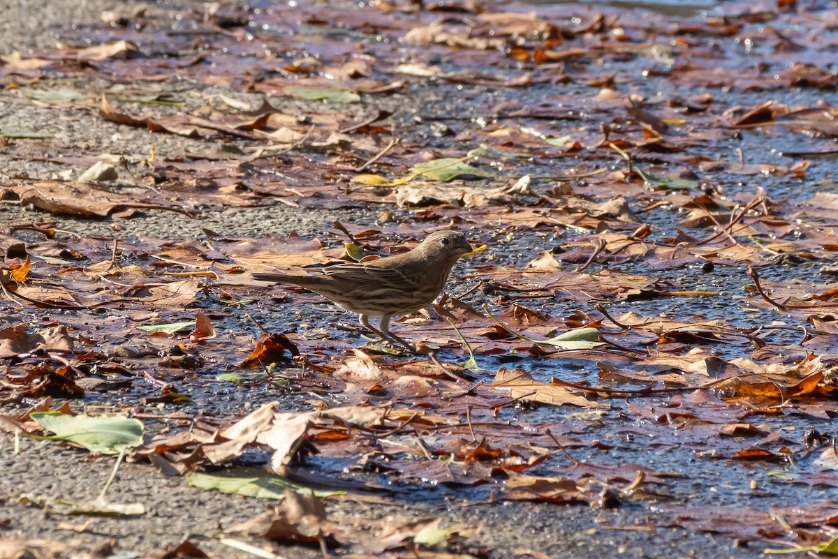 hýl rudoprsý - ML644664225