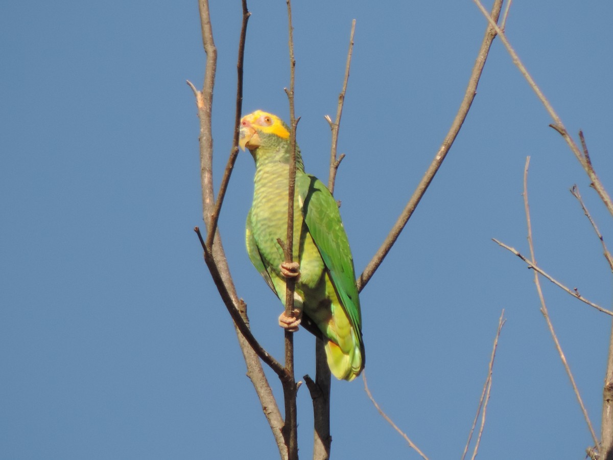 Yellow-faced Parrot - ML644664228