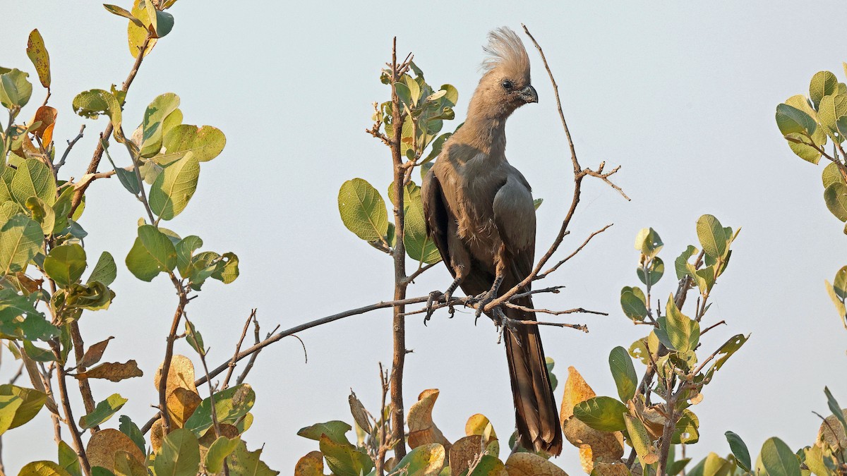 Turaco Unicolor - ML644664229
