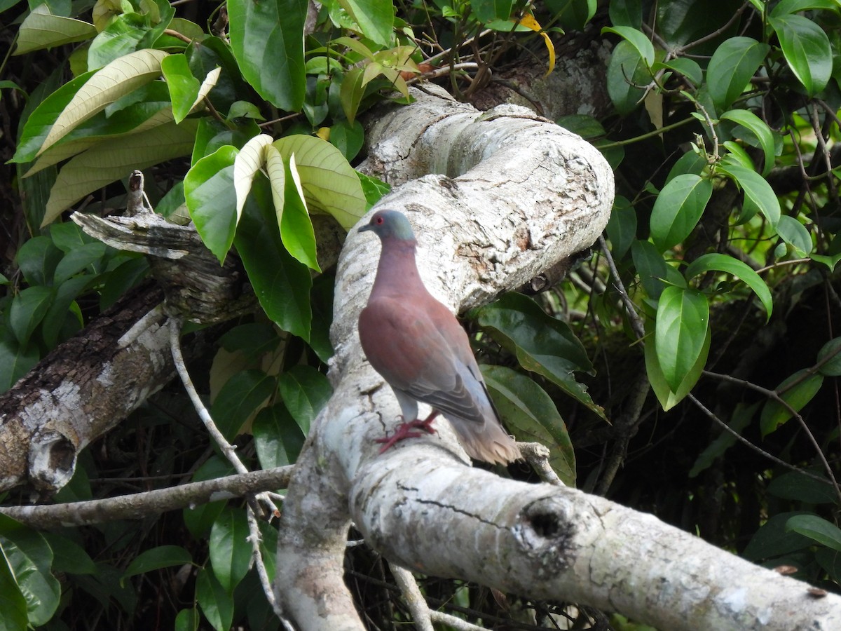 Paloma Colorada - ML644664230