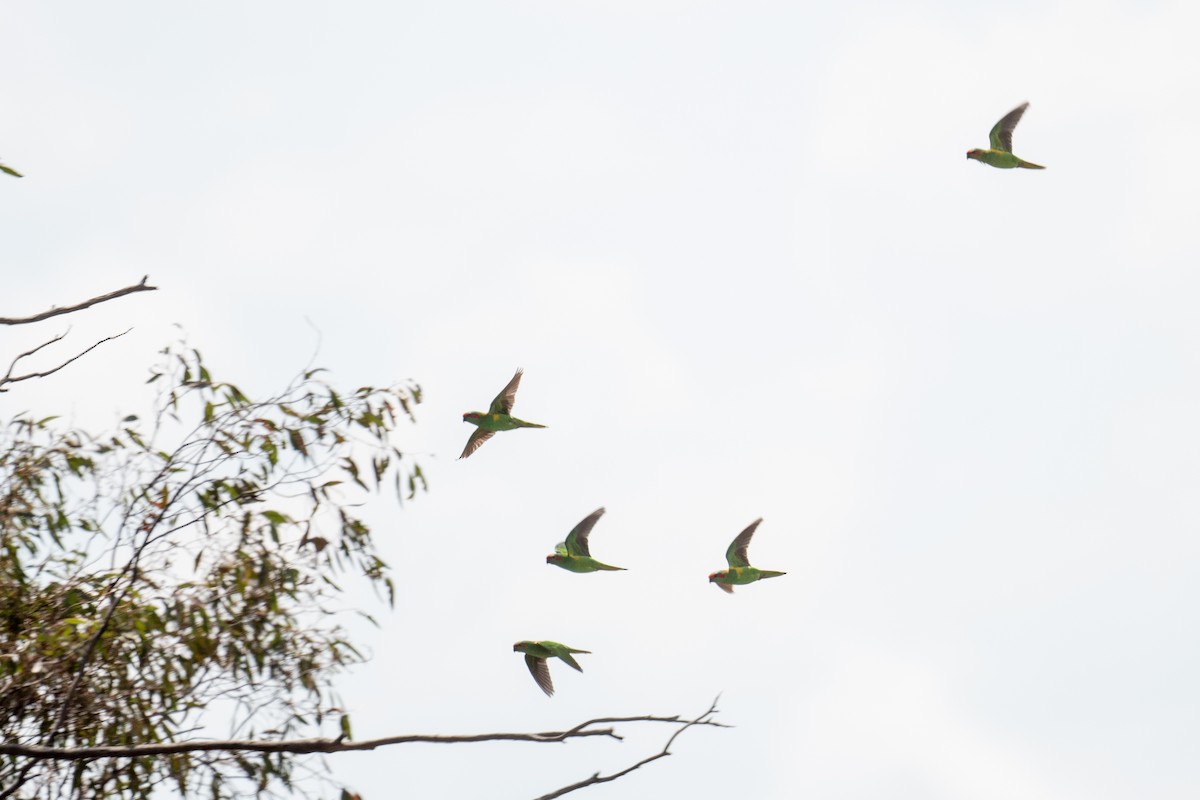 Musk Lorikeet - ML644664235