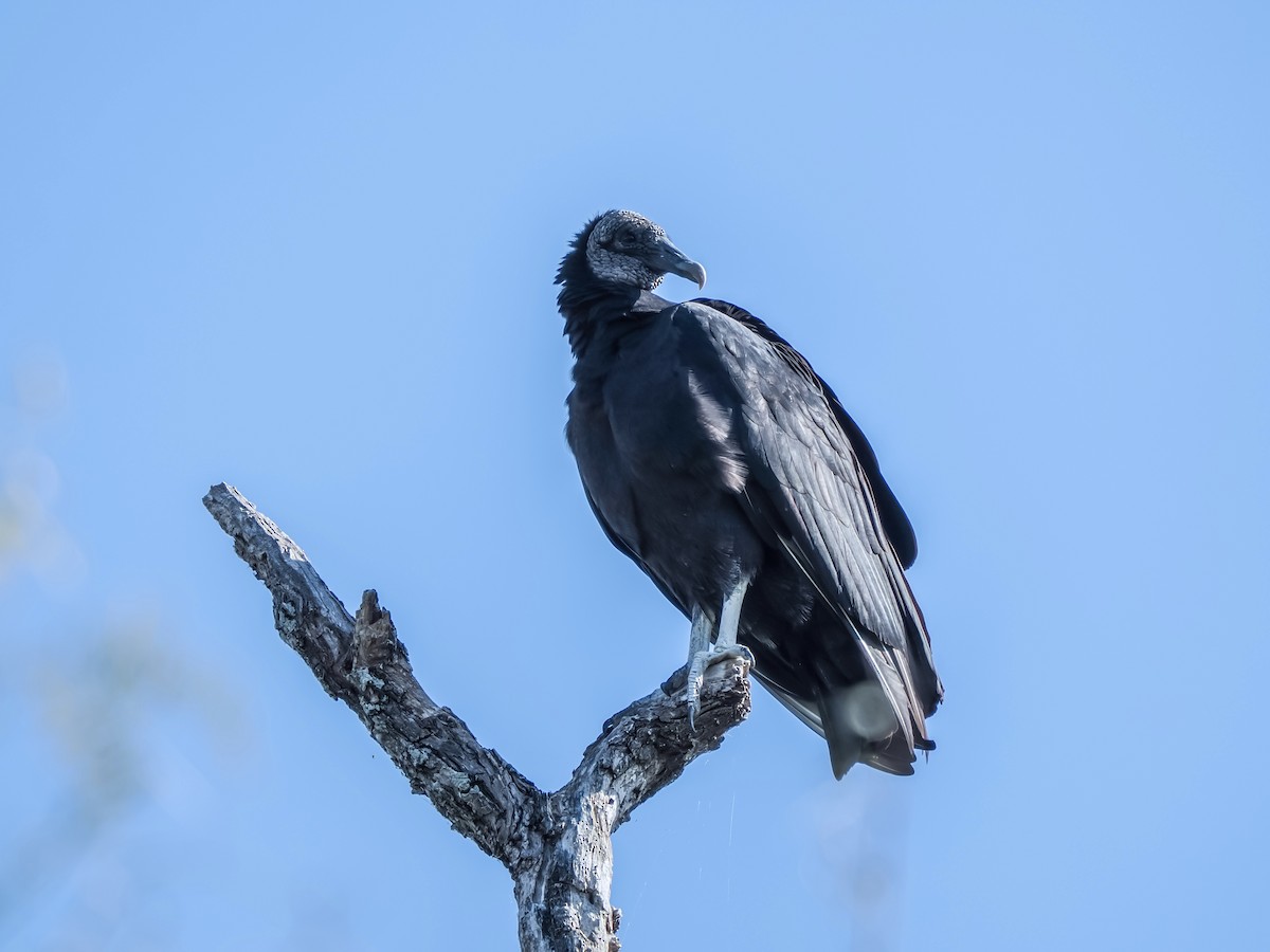 Чёрная катарта - ML644664238