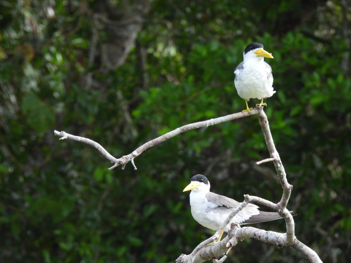 Большеклювая крачка - ML644664239