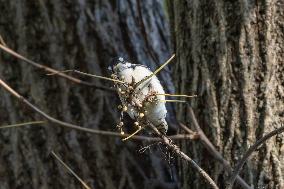 Пушистый дятел - ML644664241