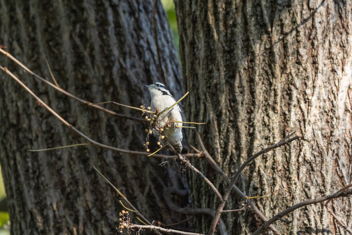 Пушистый дятел - ML644664242