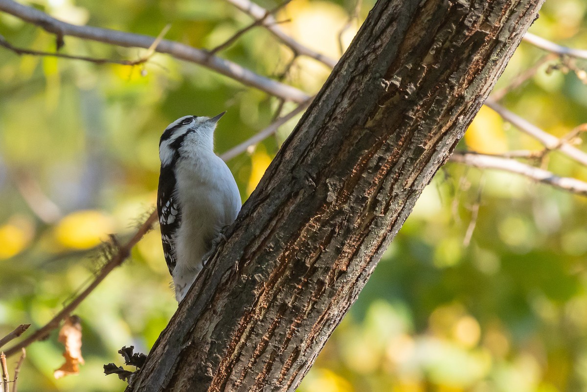 Пушистый дятел - ML644664243