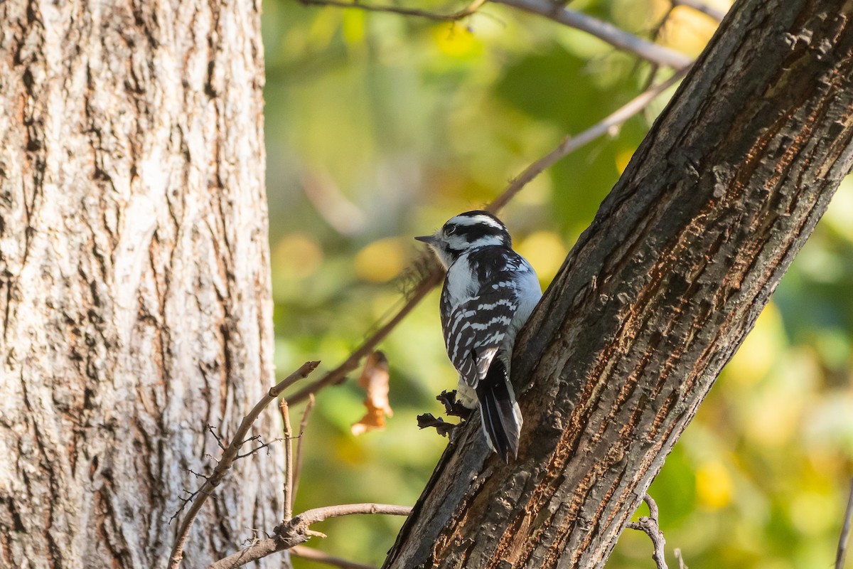 Пушистый дятел - ML644664244