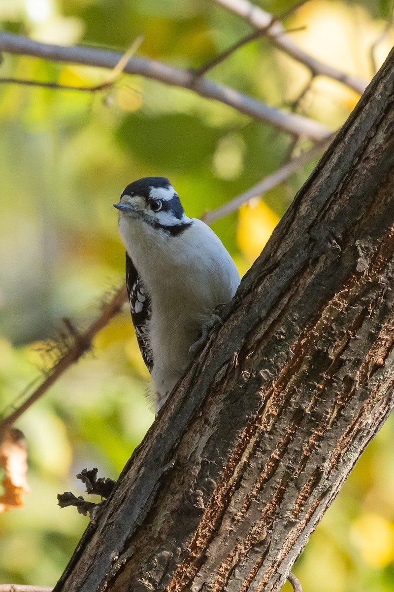 Пушистый дятел - ML644664245