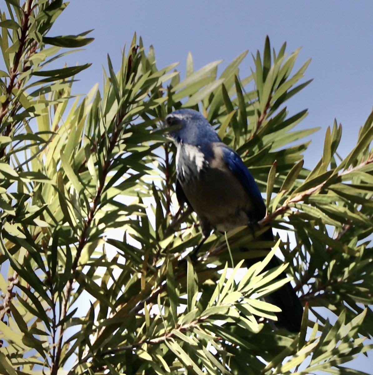 Калифорнийская сойка - ML644664246