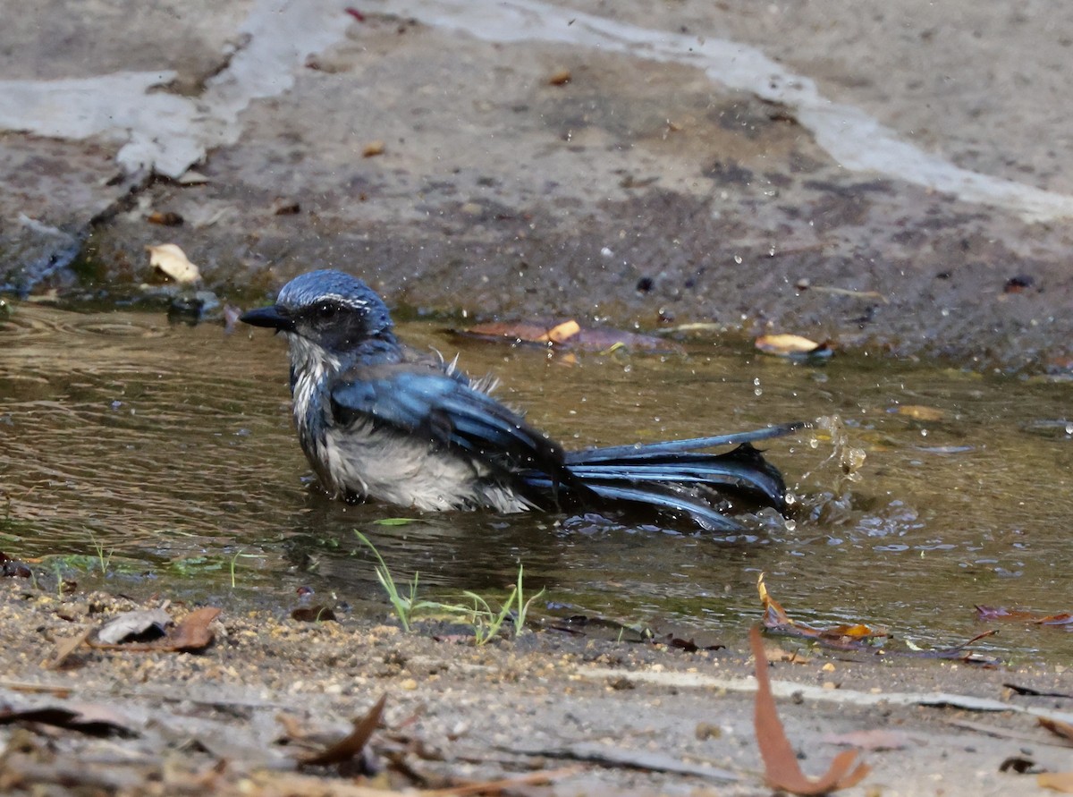 Калифорнийская сойка - ML644664247