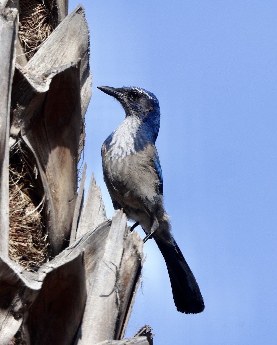 Калифорнийская сойка - ML644664248