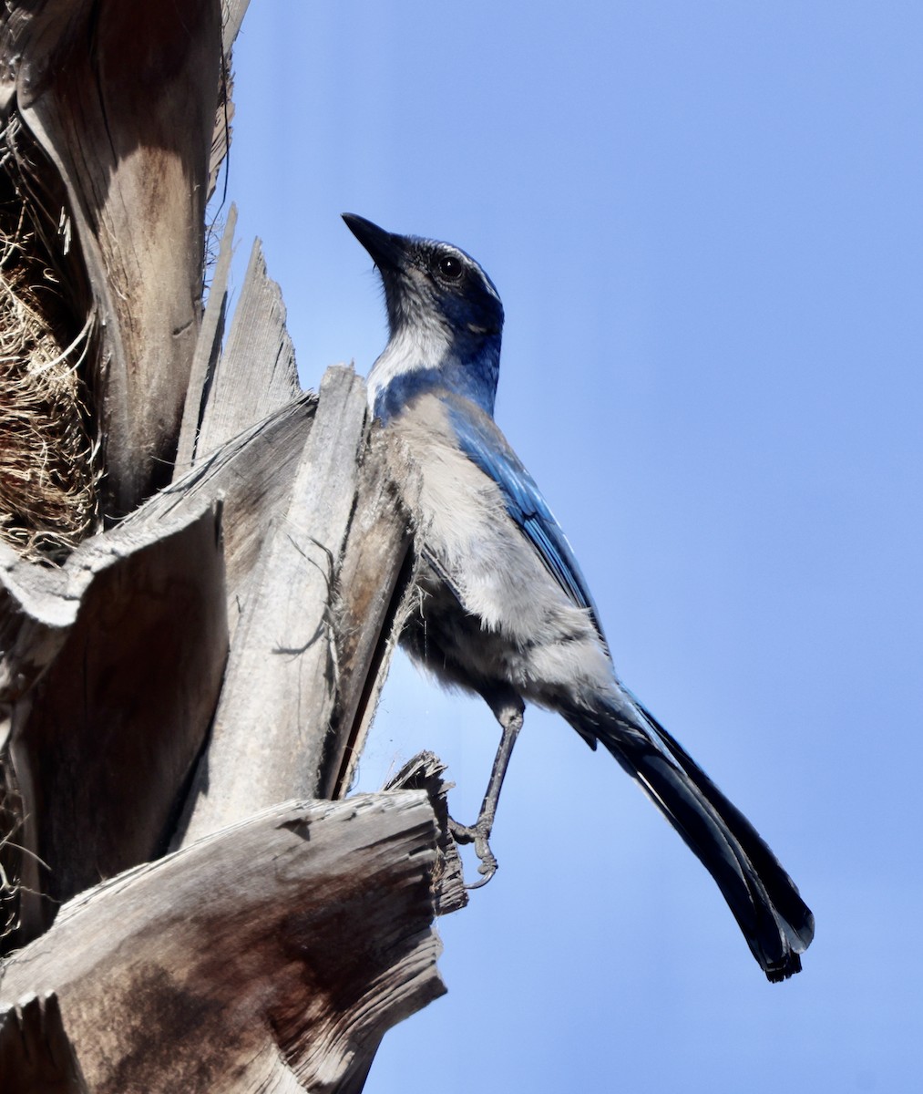 Калифорнийская сойка - ML644664250