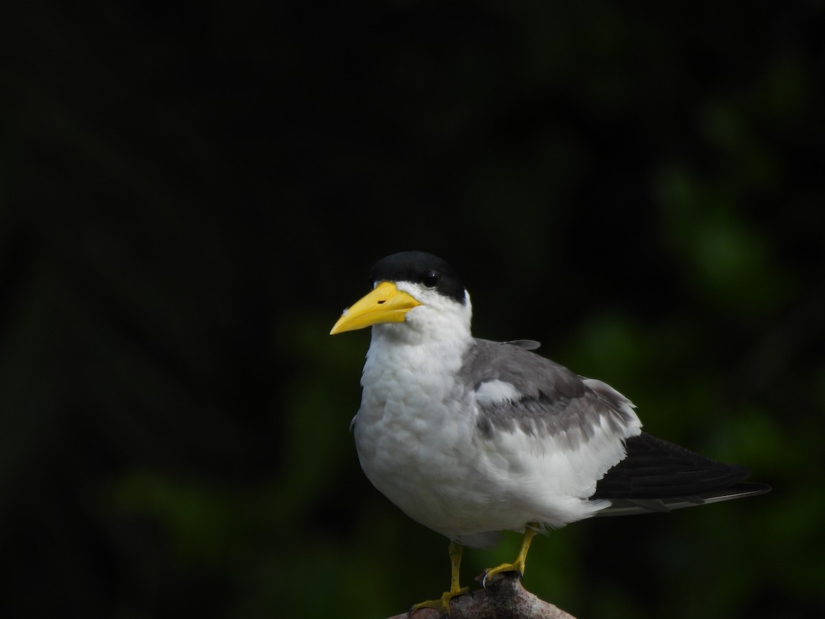 Большеклювая крачка - ML644664251