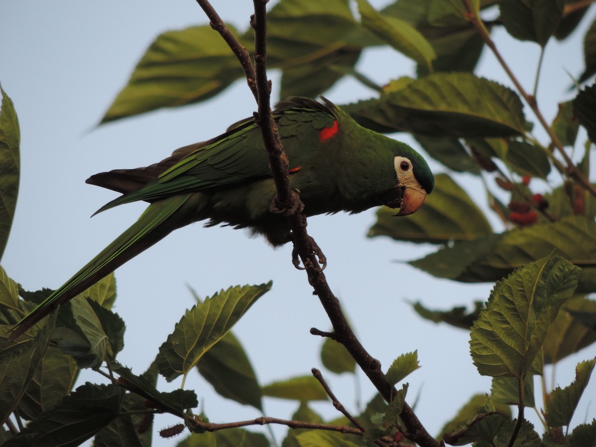 Малый ара - ML644664253