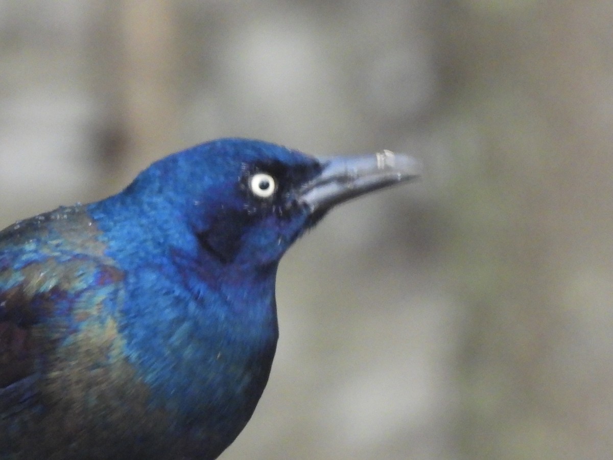 Пурпурный гракл - ML644664254