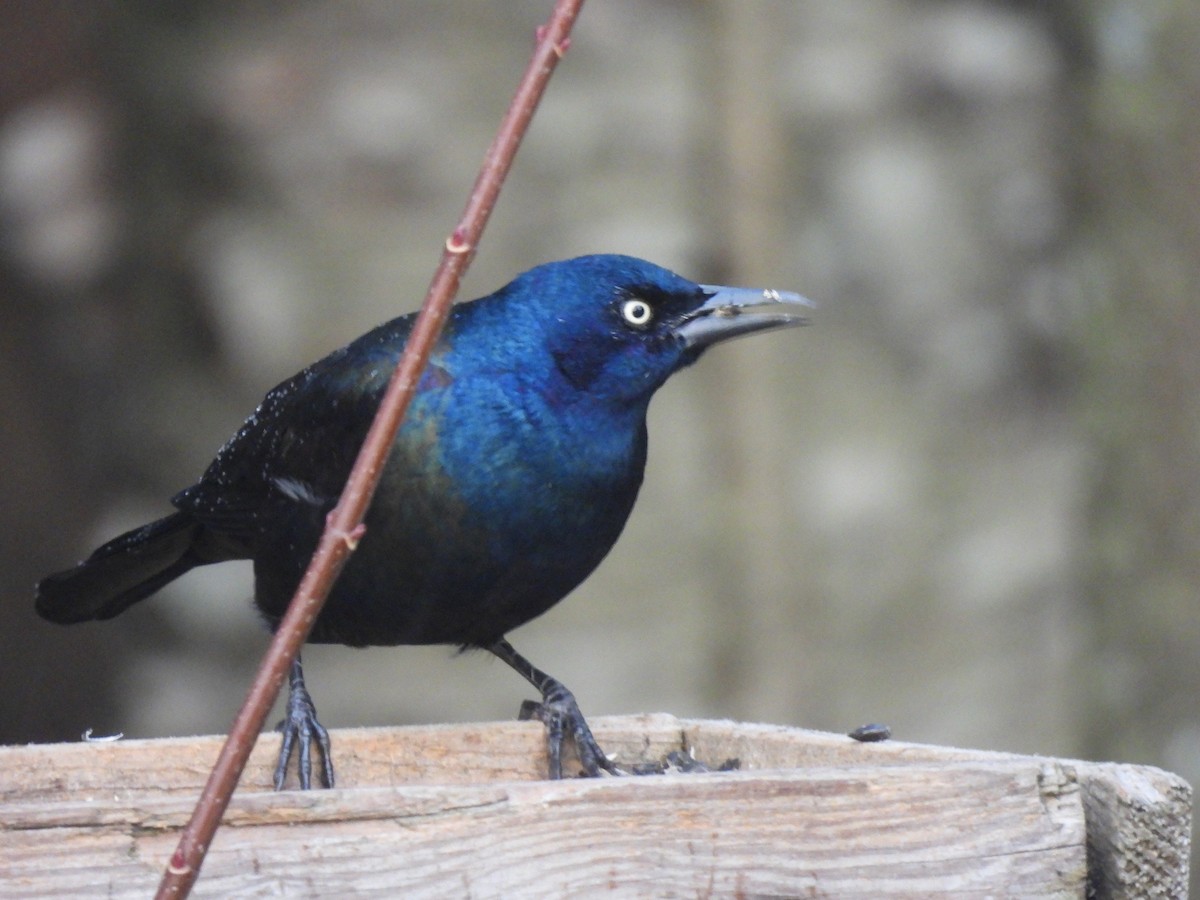 Пурпурный гракл - ML644664255