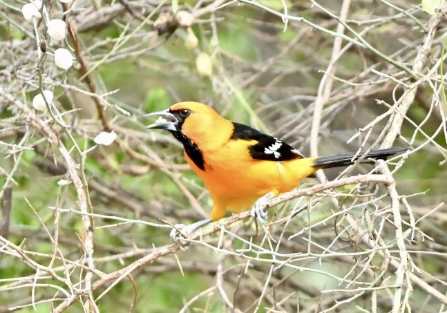 Галстучный трупиал - ML644664256