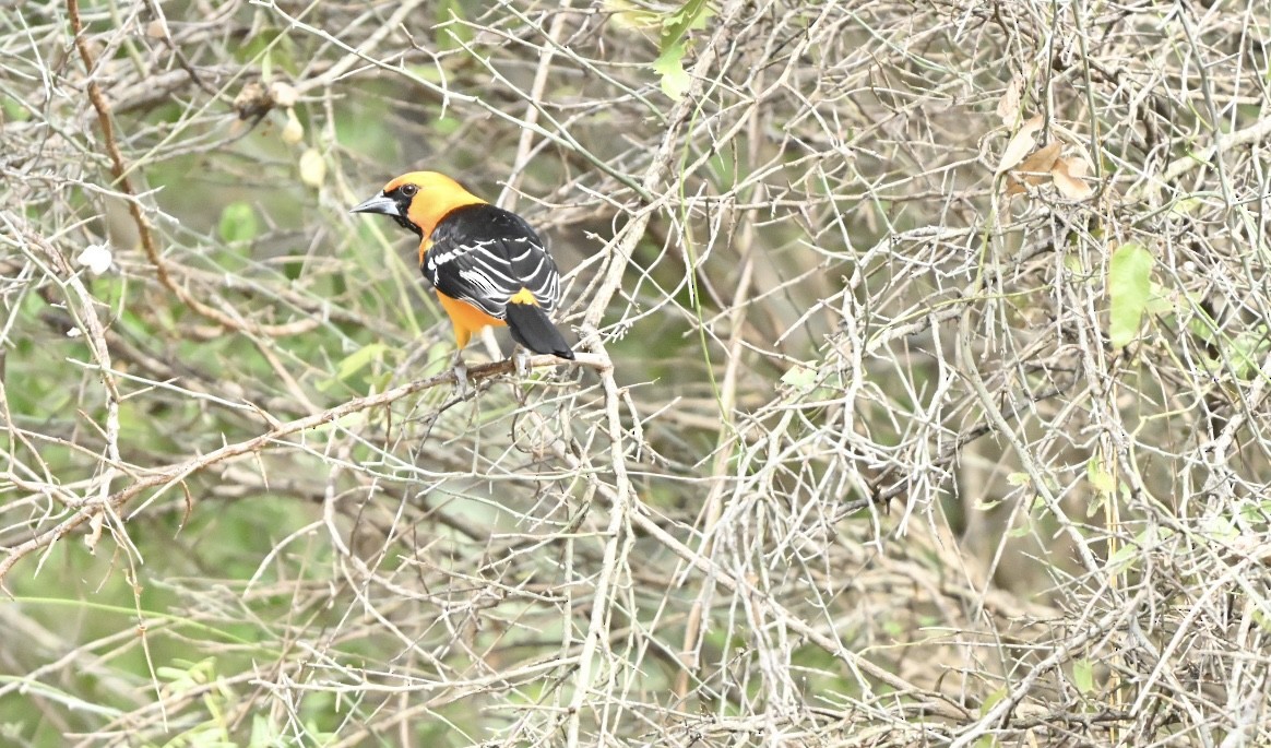 Галстучный трупиал - ML644664257