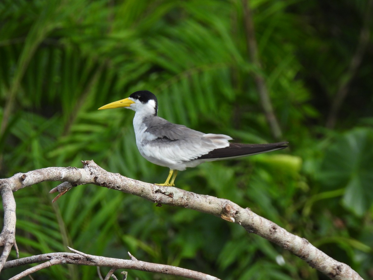 Большеклювая крачка - ML644664258