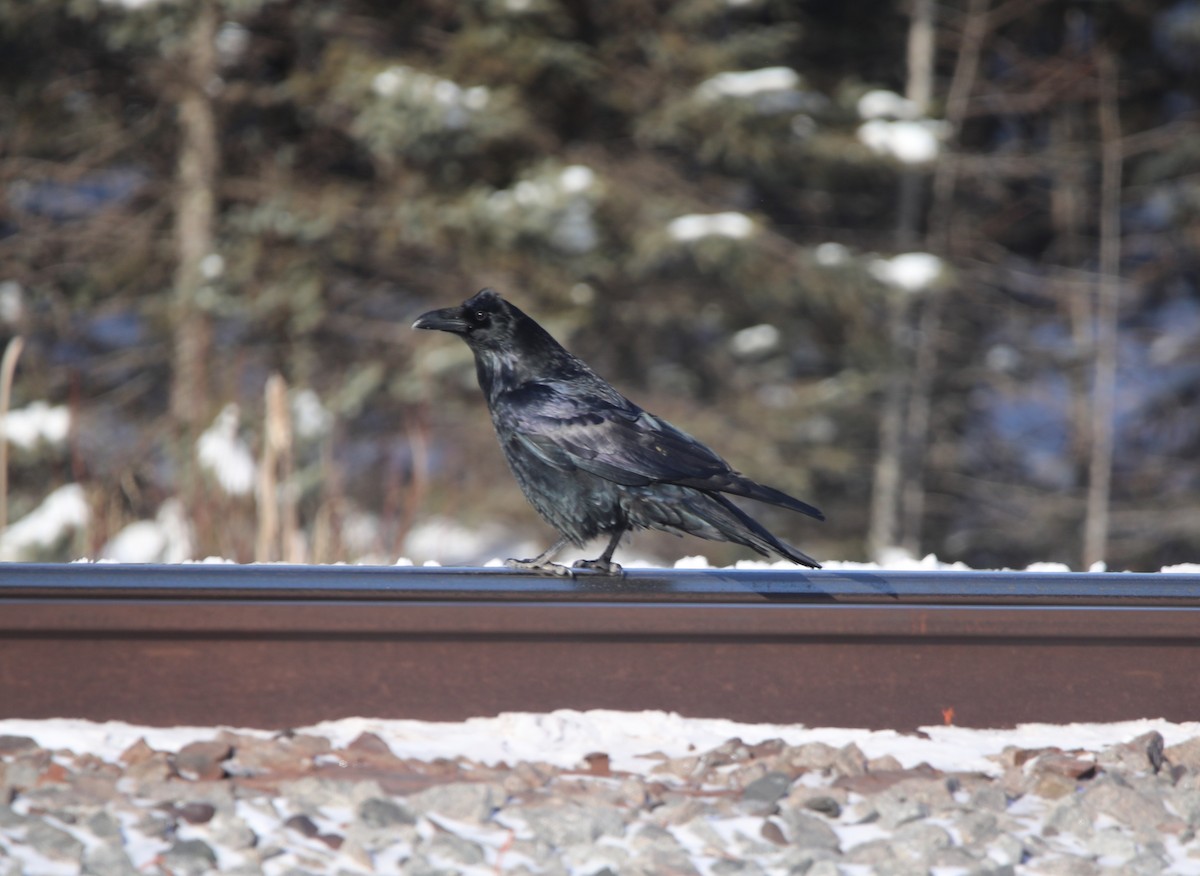 Ворон - ML644664259