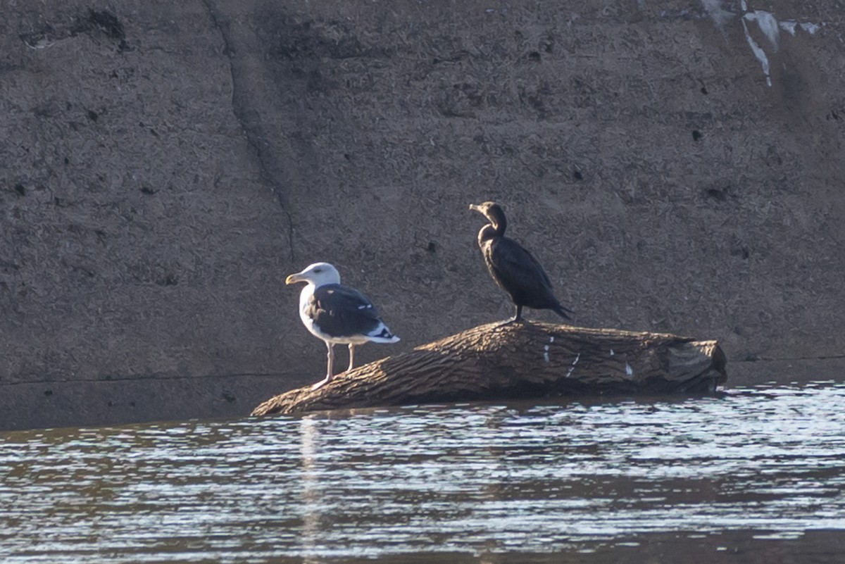 Морская чайка - ML644664260