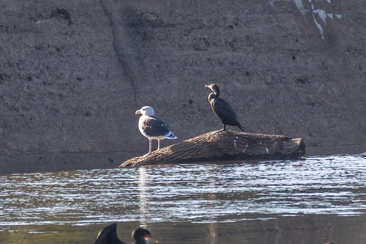 Морская чайка - ML644664261