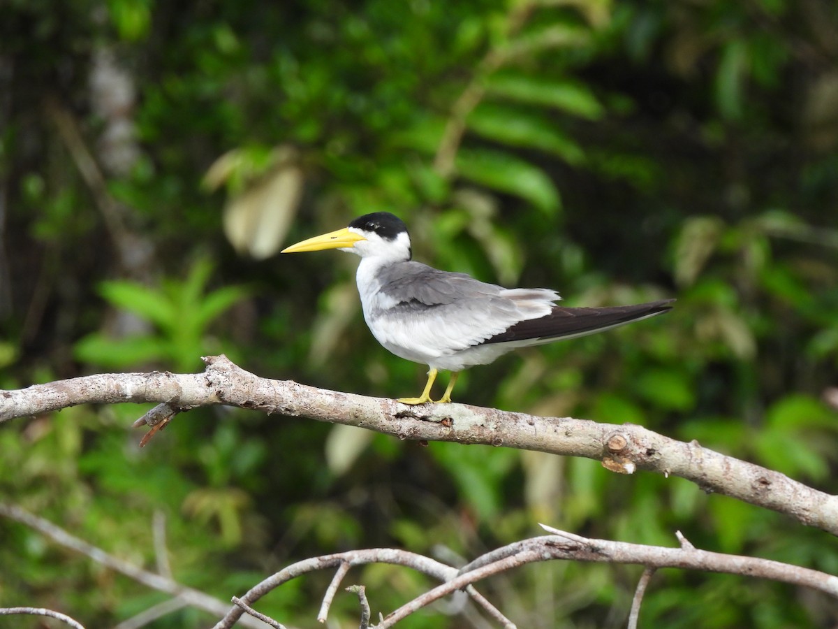 Большеклювая крачка - ML644664262