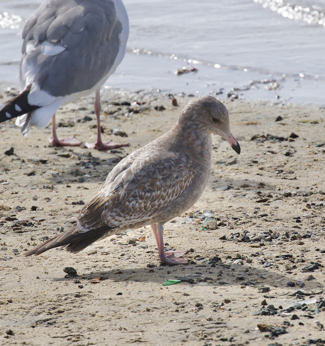 racek jezerní - ML644664263