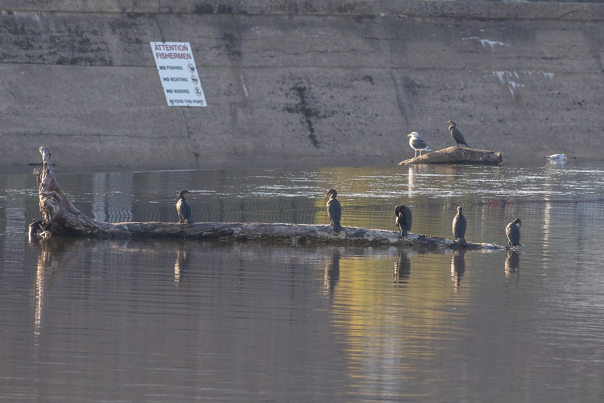 Ушастый баклан - ML644664272