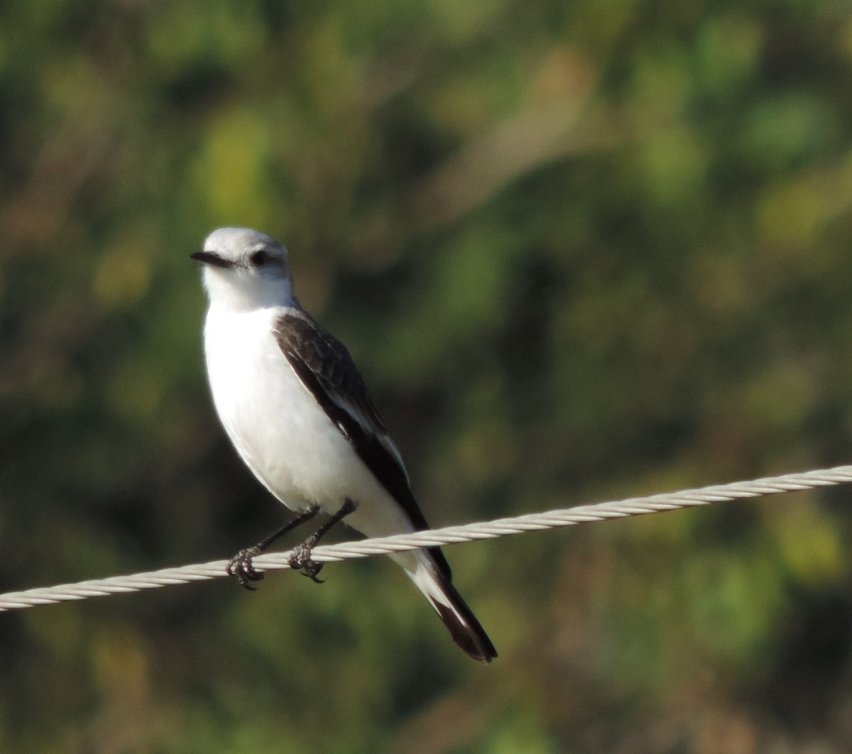 Белопоясничная монашка - ML644664273