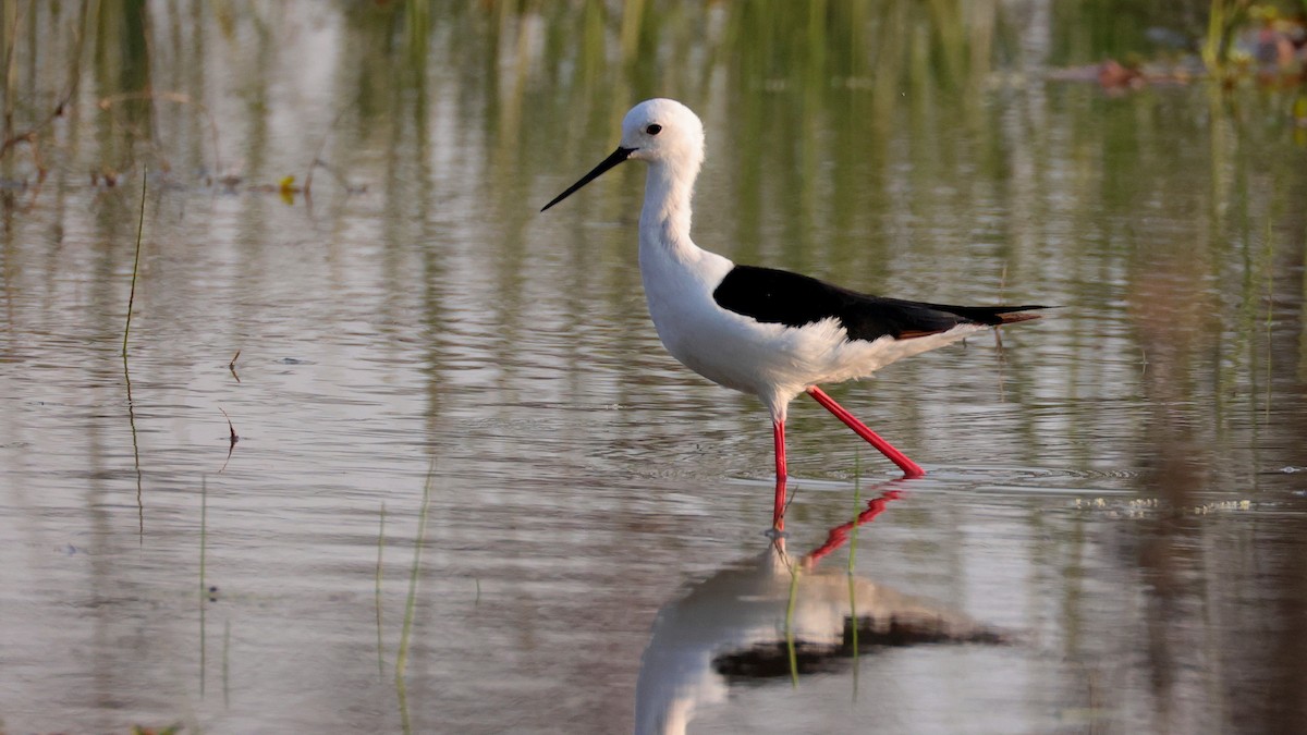 Венценосный чибис - ML644664274