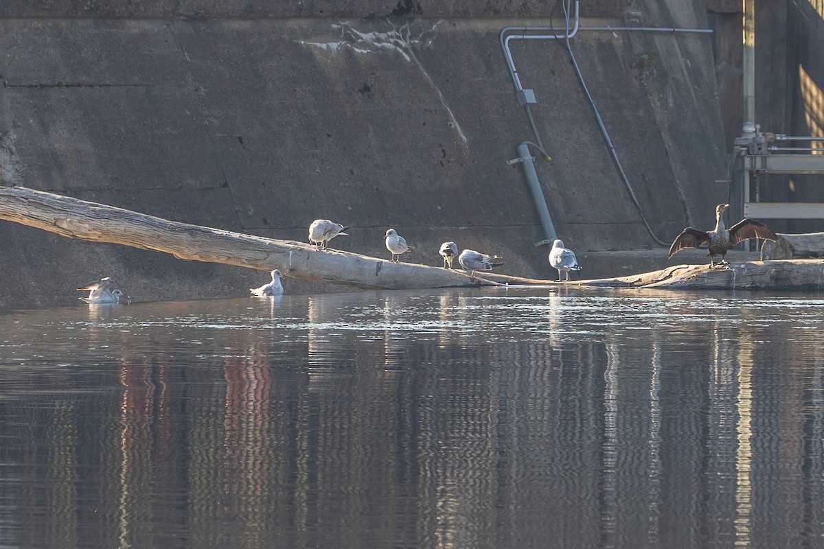 Делавэрская чайка - ML644664276