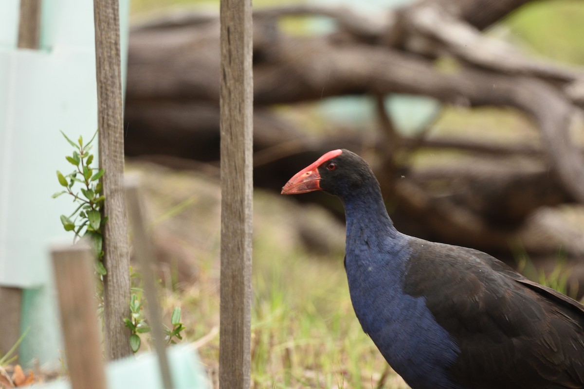 オーストラリアセイケイ - ML644664277