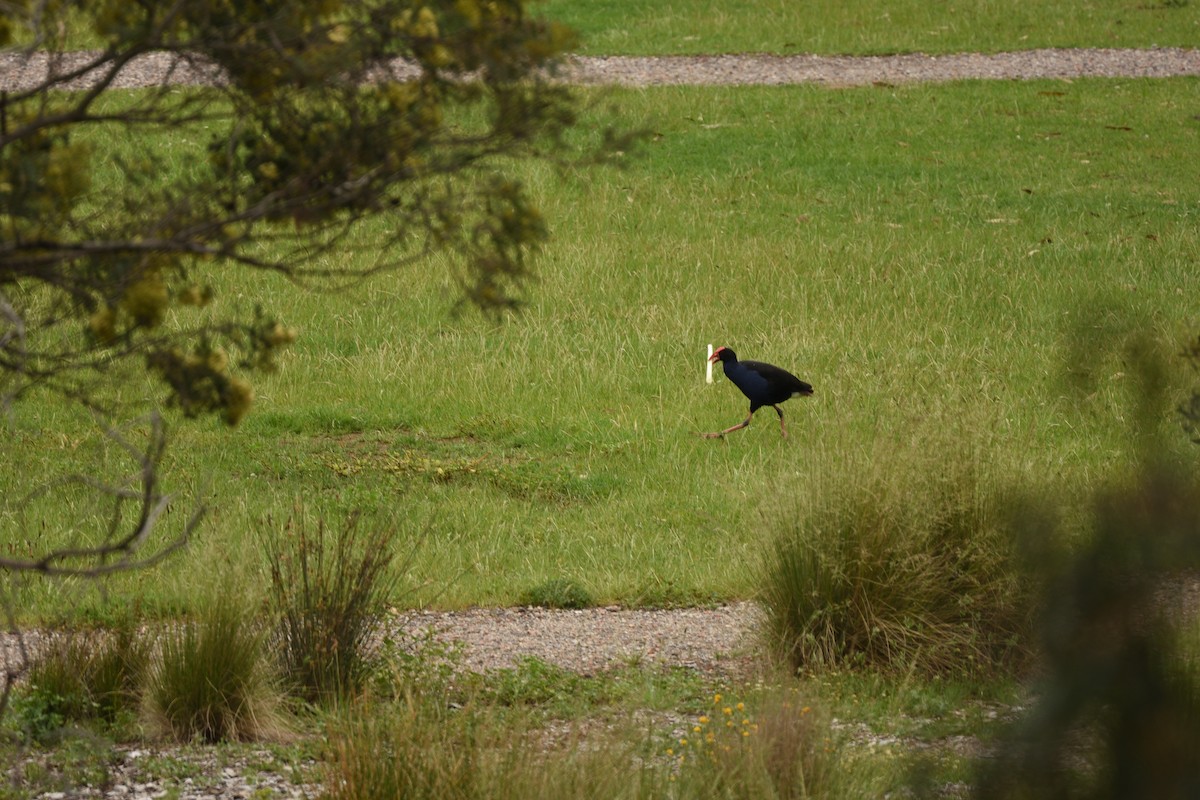 オーストラリアセイケイ - ML644664278