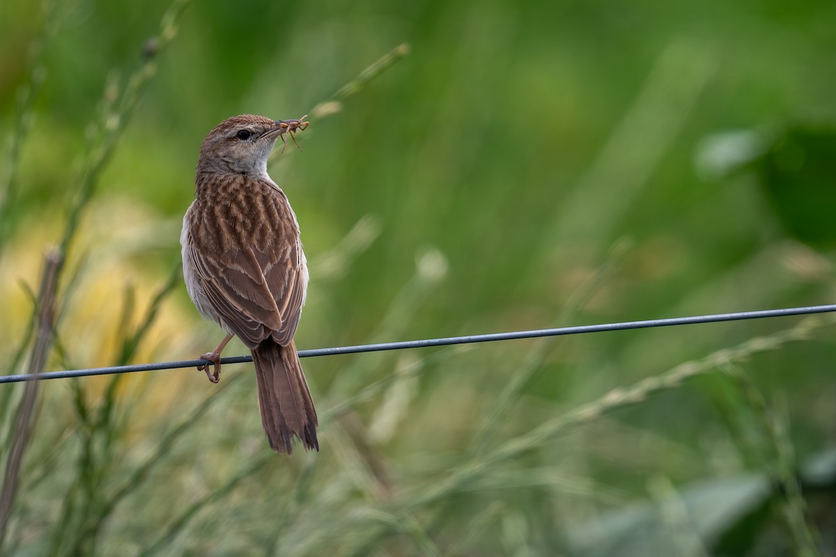 Rufous Songlark - ML644664279
