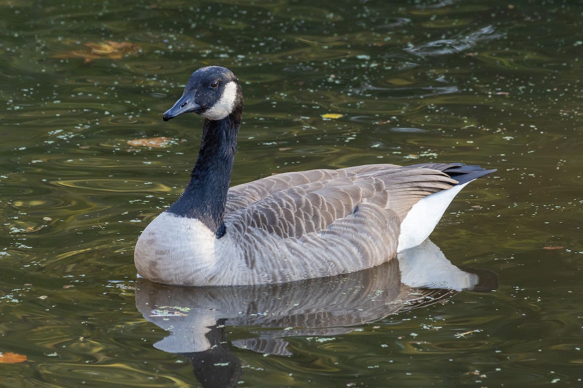 Bernache du Canada - ML644664286