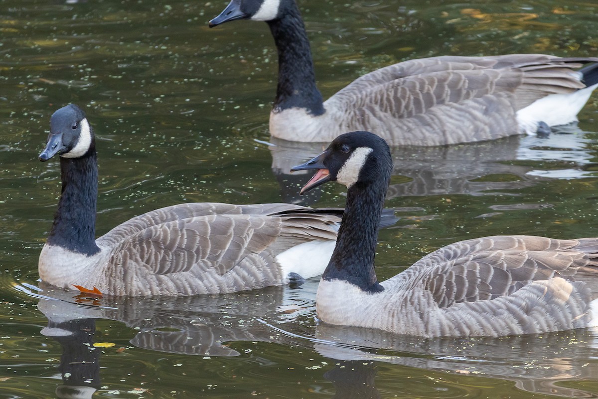 Bernache du Canada - ML644664287