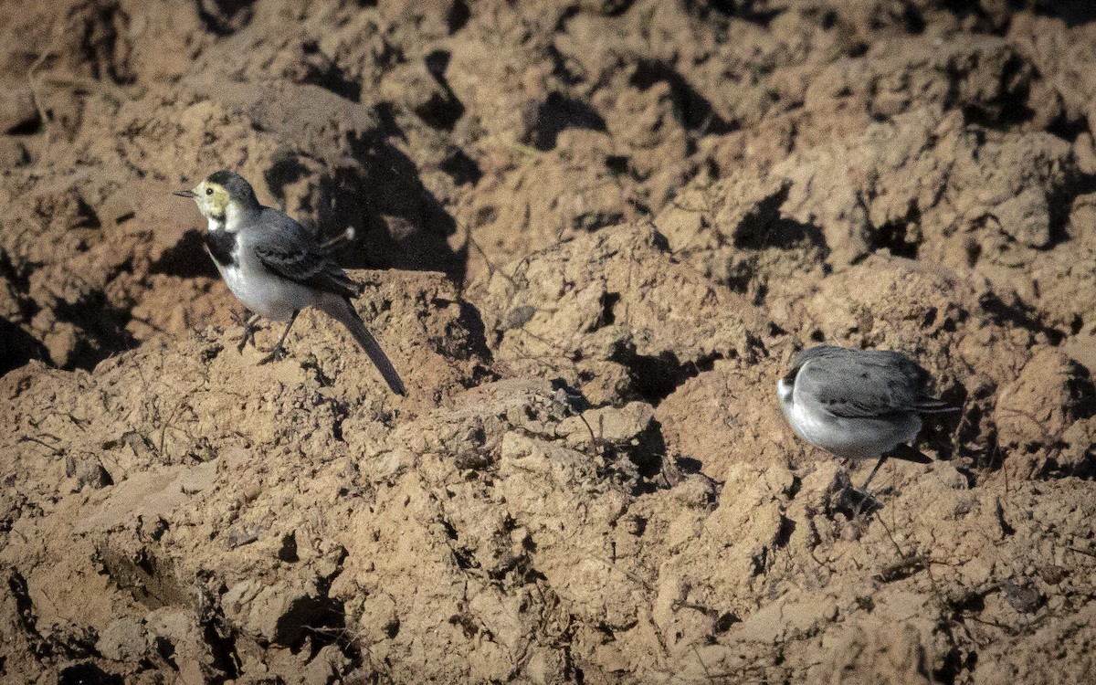 Ballerina bianca - ML644664295