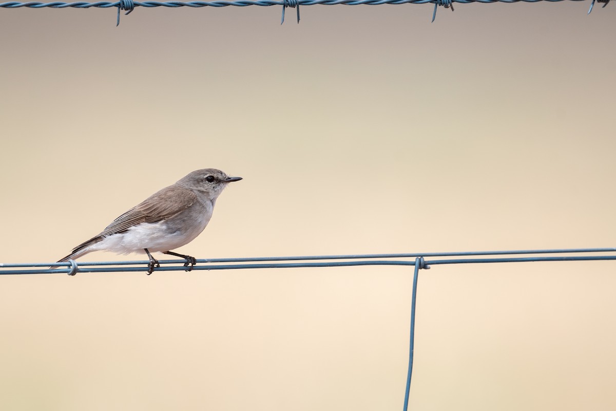 Jacky-winter - ML644664302