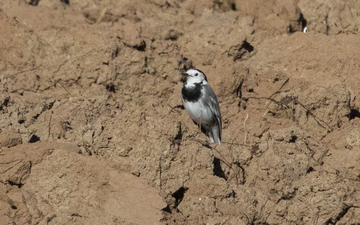 Ballerina bianca - ML644664303