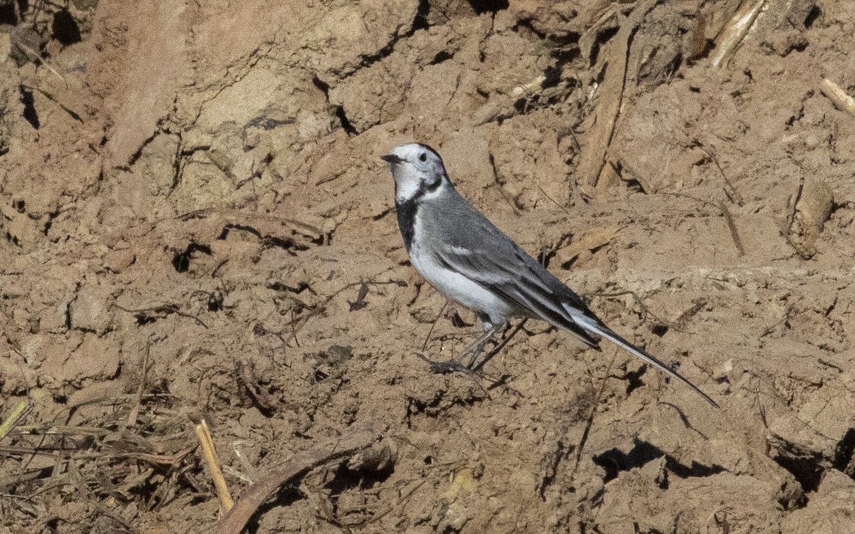 Ballerina bianca - ML644664306