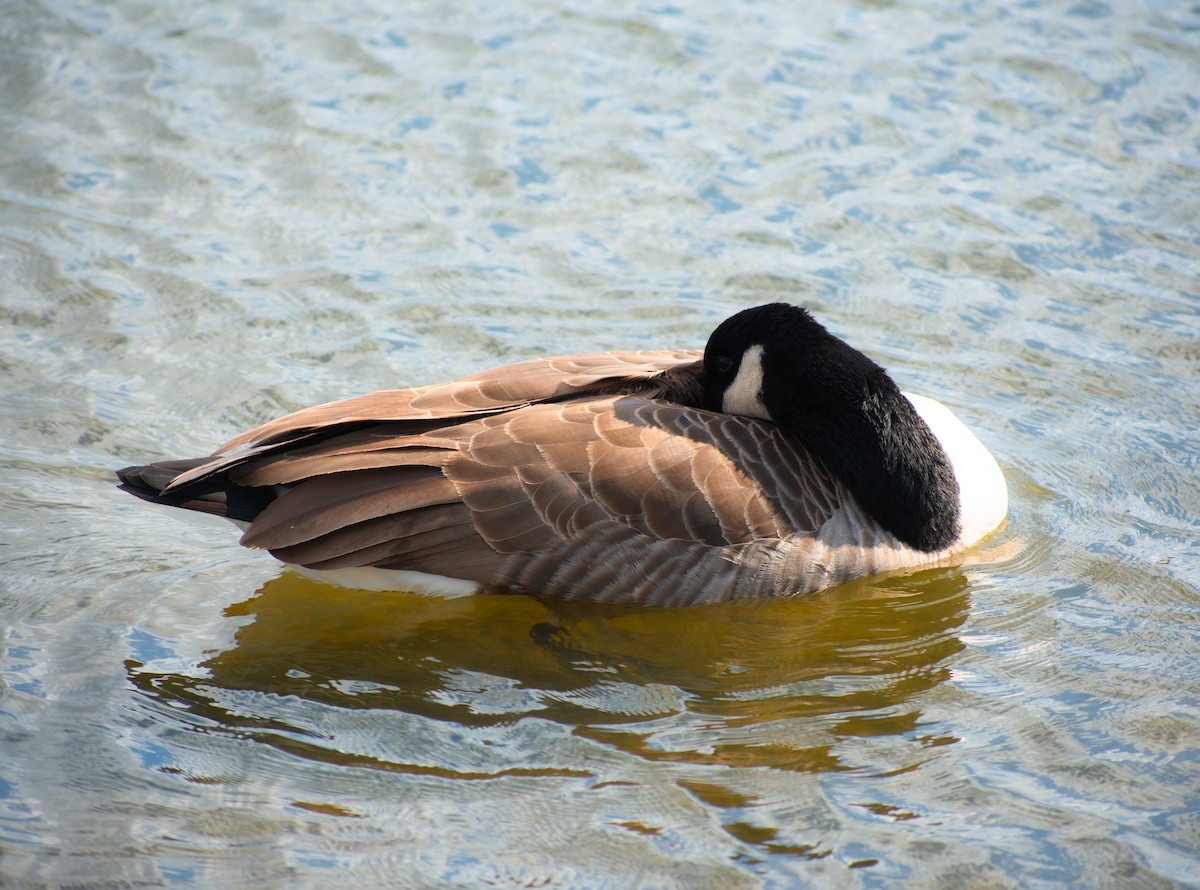 Bernache du Canada - ML644664308