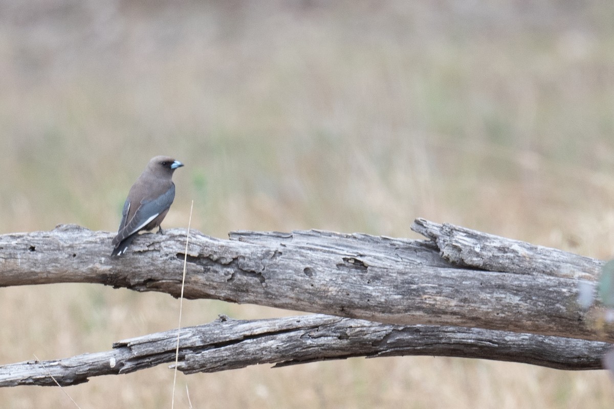 Dusky Woodswallow - ML644664309