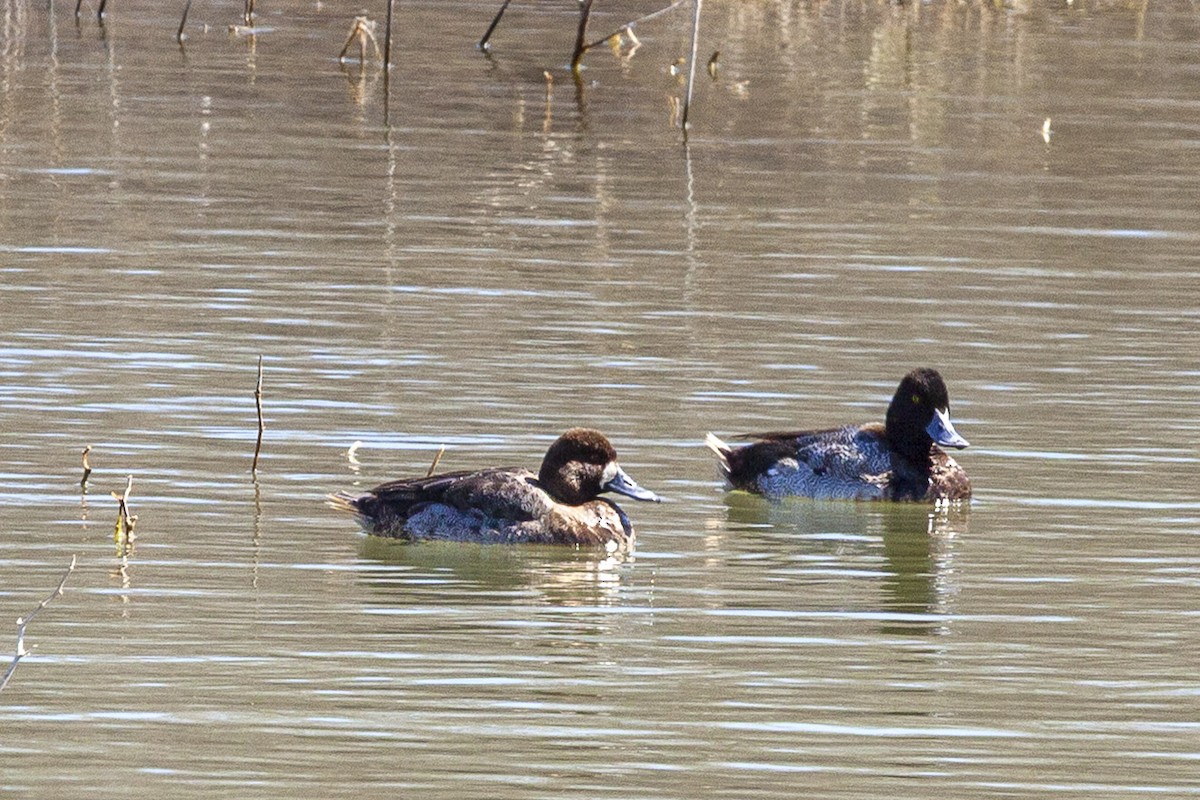 Murgilari txikia - ML644664310