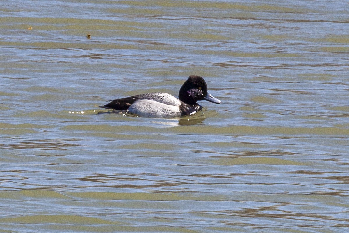 Murgilari txikia - ML644664311