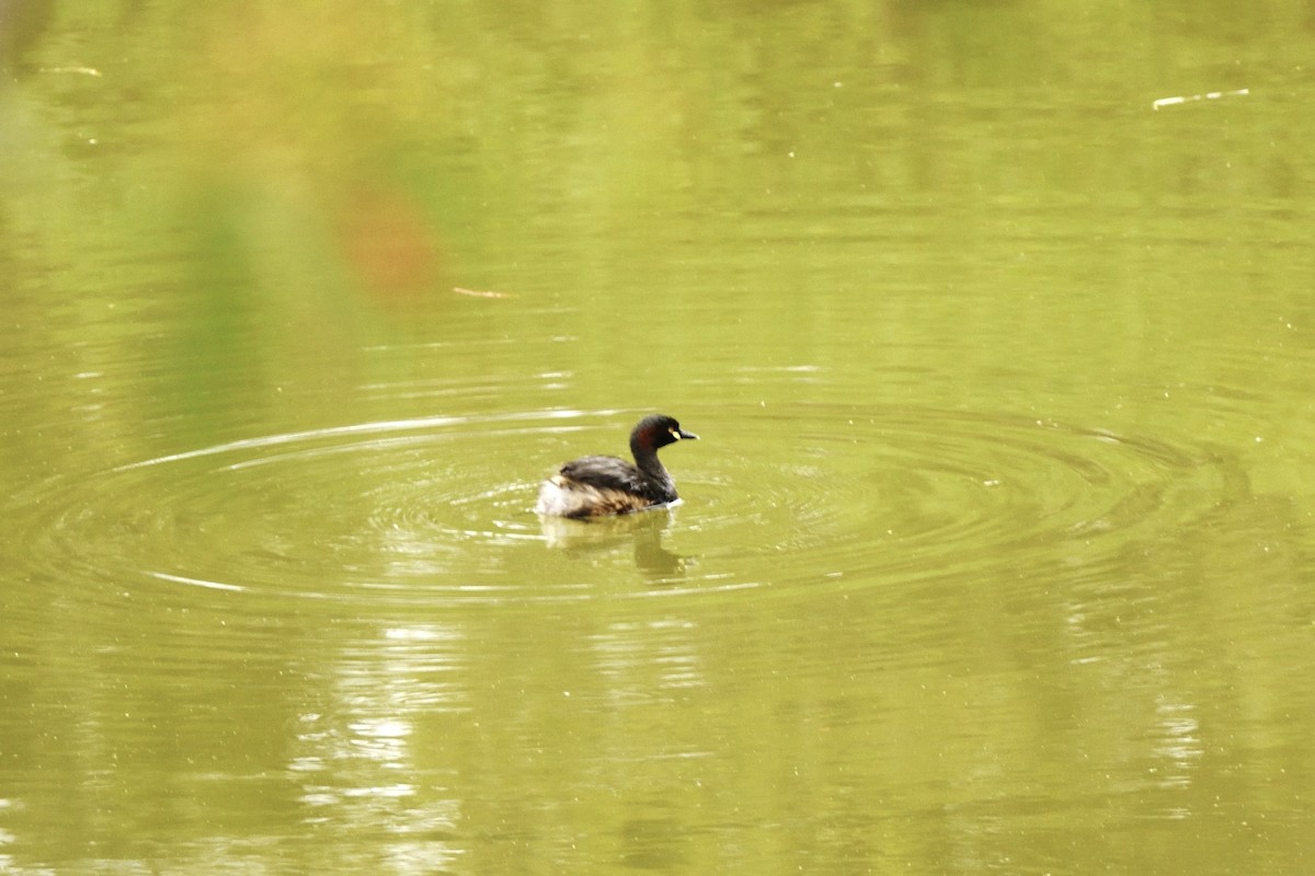 Australasian Grebe - ML644664313