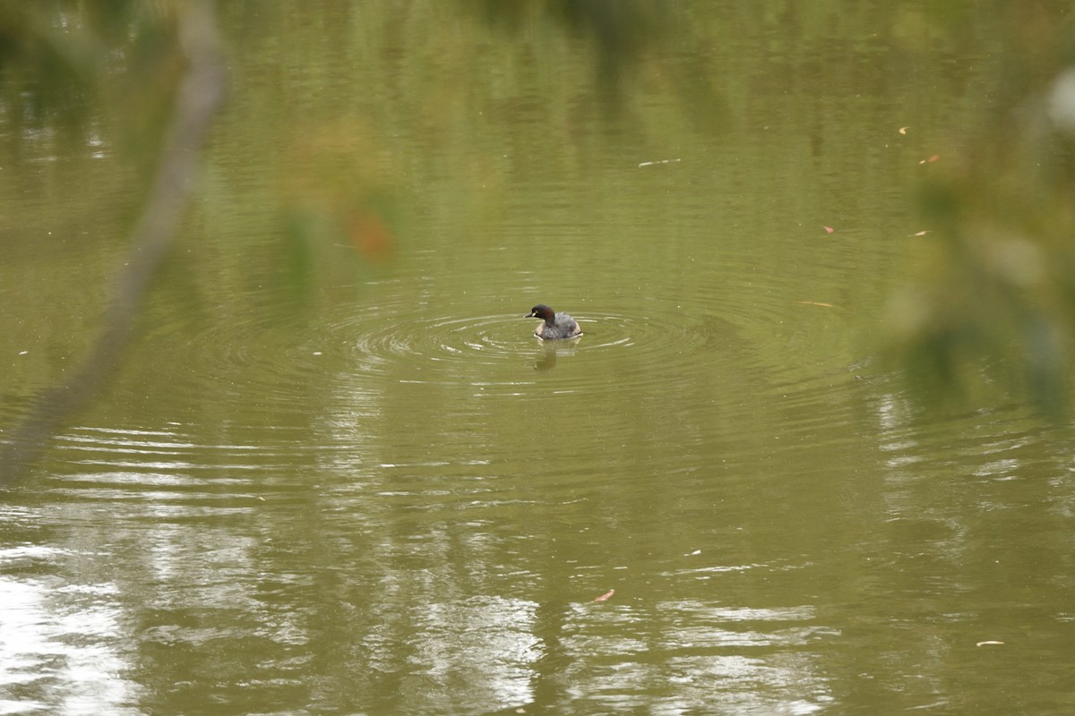 Australasian Grebe - ML644664314