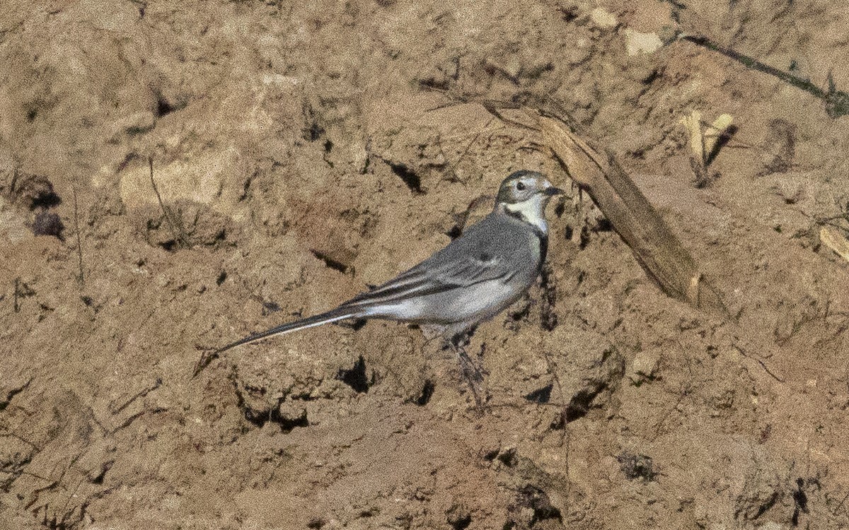 Ballerina bianca - ML644664315