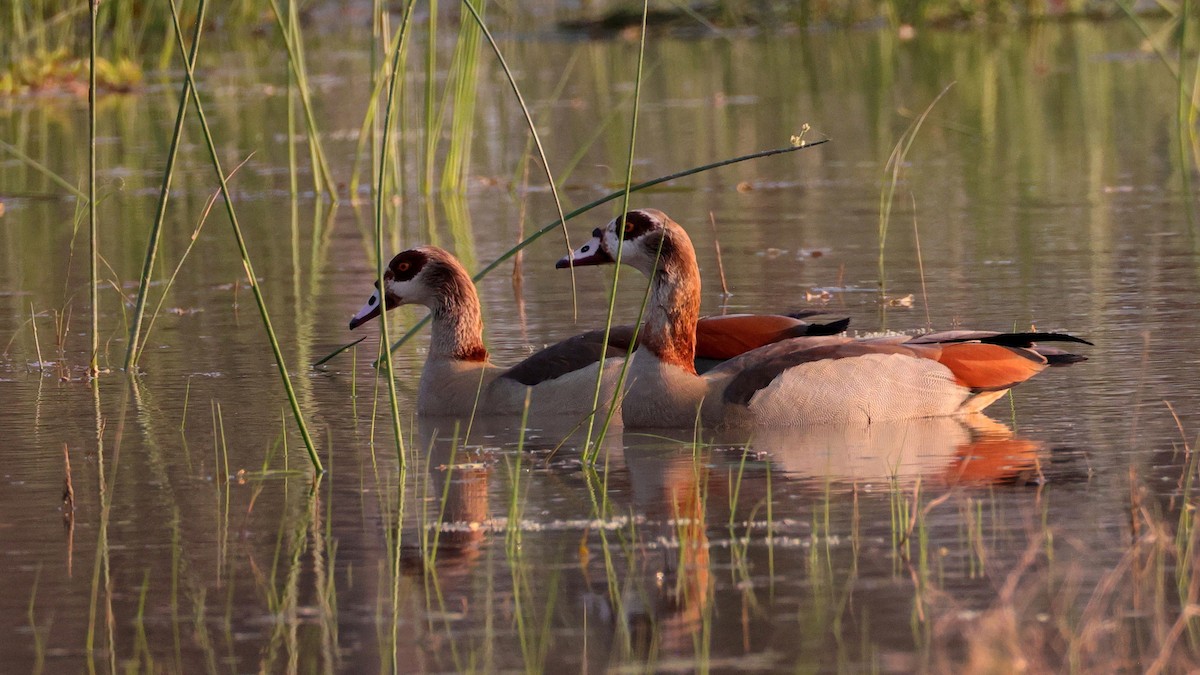Egyptian Goose - ML644664327